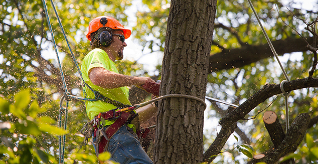 Jeff's Tree & Outdoor Services - Tree Removal & Trimming